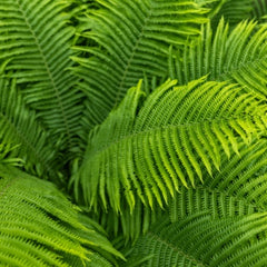 Easy Ferns to Grow