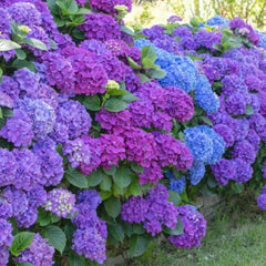 Flowering Shrubs