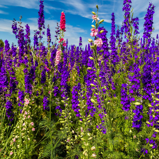 Delphinium carolinianum - TN Nursery