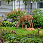 Deer Resistant Garden Starter Pack – 10 Plants