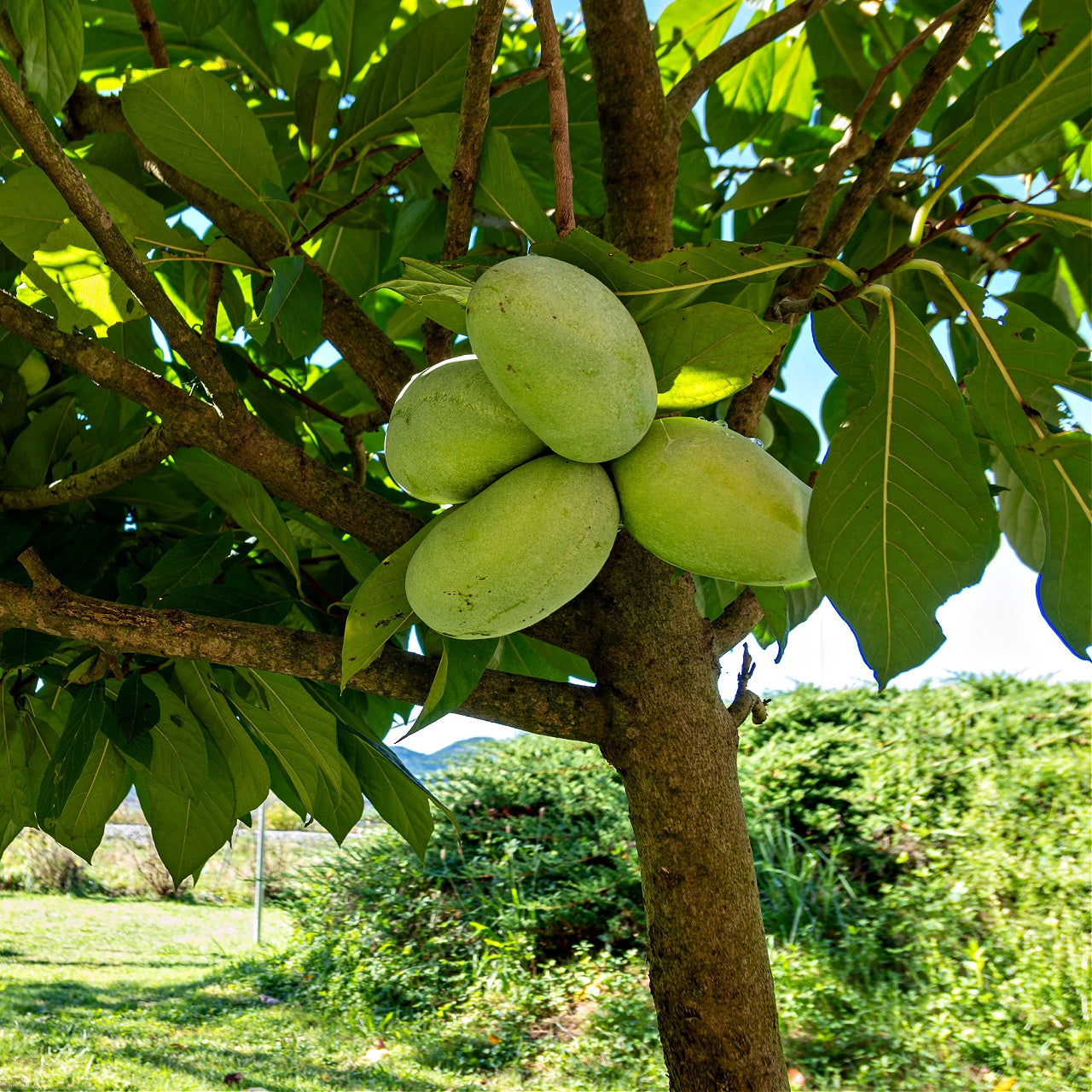A cluster of green oval-shaped pawpaw seedlings hangs from a tree branch ready for planting and growth