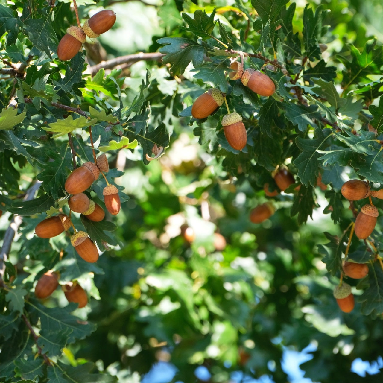 Acorns