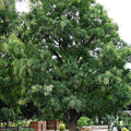 Quercus Pagoda Seedlings - TN Nursery