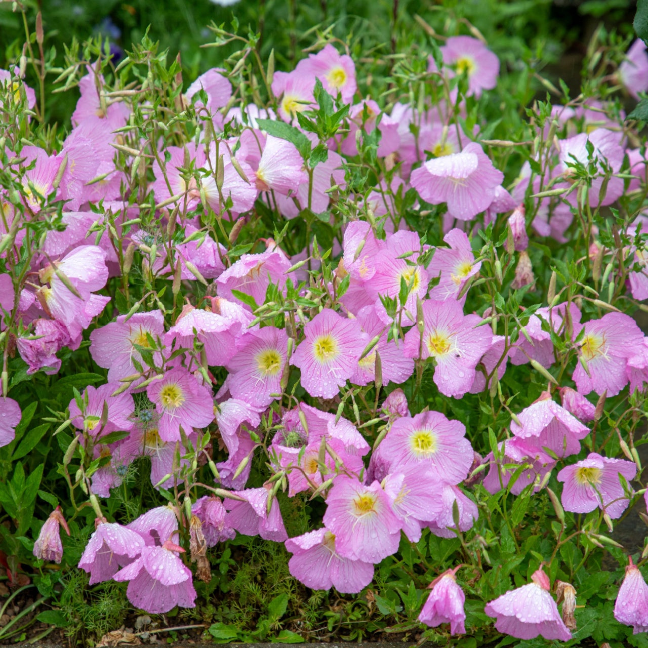 Showy Primrose - TN Nursery