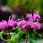 Close-up of pink bee balm flowers with green leaves on a blurred background