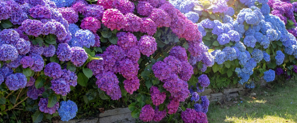 A vibrant, densely packed hydrangea bush showcasing a gradient of deep purples and soft blues with lush green foliage.