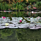 Rain Garden Trio