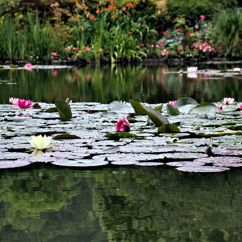 Rain Garden Trio