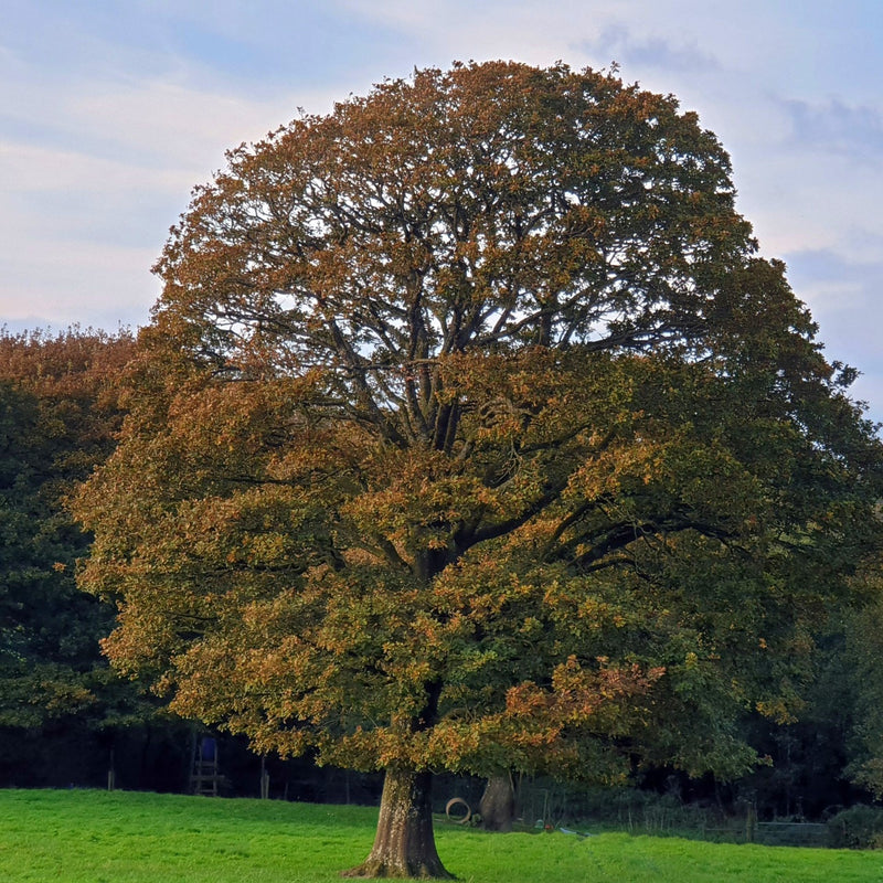 Chestnut Oak tree with thick gnarled trunk and autumn canopy