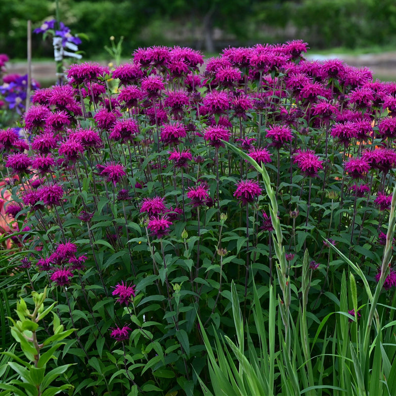 Field of purple flowers with green leaves in a garden setting