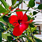 Vibrant red hibiscus flower on Red Hibiscus Shrub with glossy petals
