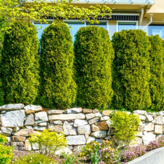 Conifer Shrubs