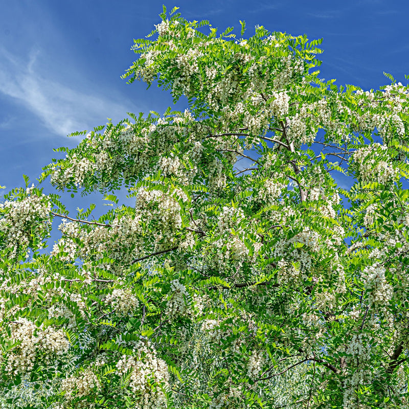 Honey Locust Tree