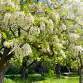 Blossoming white trees in a park with green grass and blue sky.