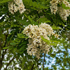 Close-up of white flowers on a tree branch with green leaves.