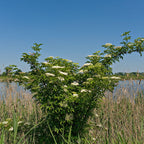 Black Elderberry Seedlings