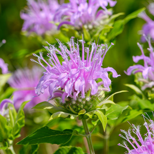 Bee Balm - TN Nursery