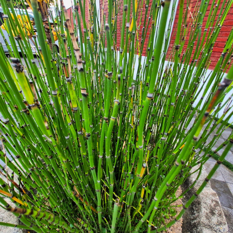 Horsetail Plant