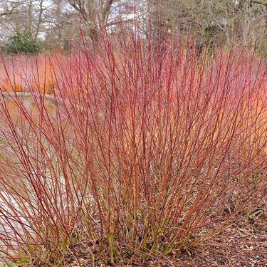 Vibrant red stems of silky dogwood live stakes from winterberry-like bush