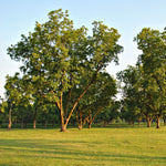 Pecan Tree Seedlings