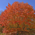 Acer Saccharum Seedlings