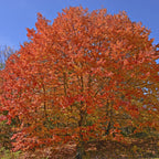 Sugar Maple Seedlings