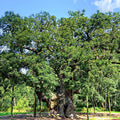 Large oak tree with a thick trunk and sprawling branches against a blue sky.