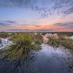 Soft Rush Grass