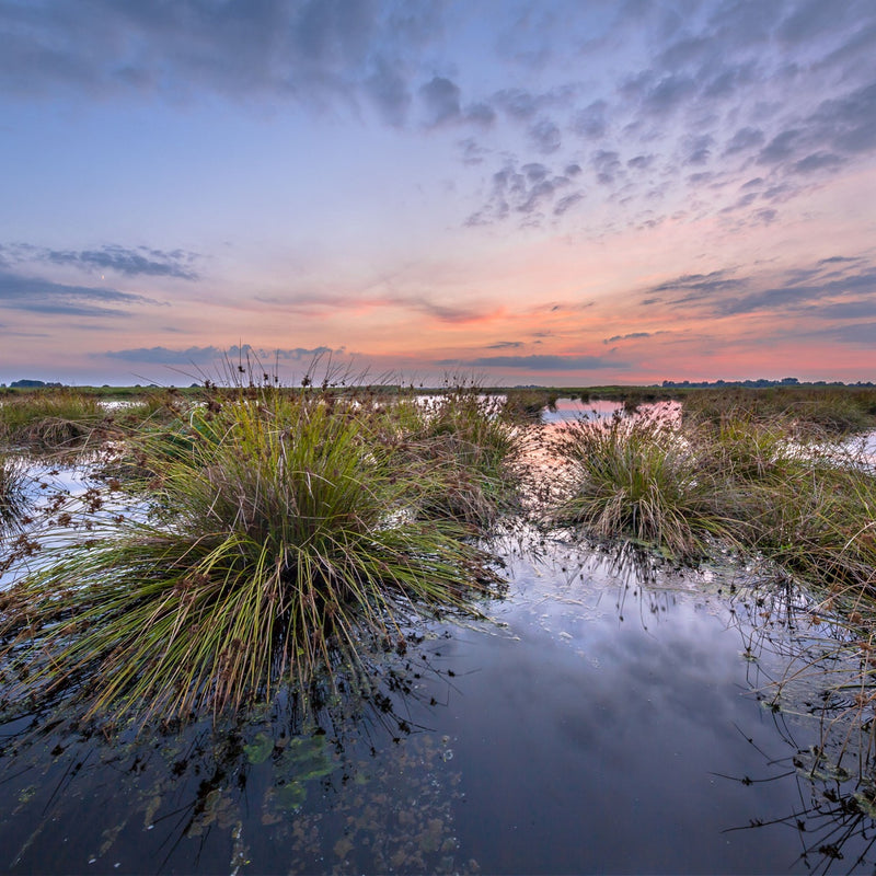 Soft Rush Grass
