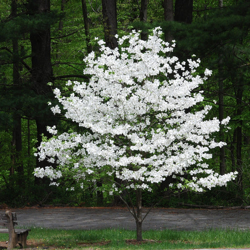 White Dogwood Tree