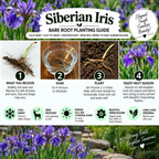 A Siberian Iris bare root planting guide infographic featuring a photo of blooming purple flowers, a product label, and four numbered steps for planting. The graphic includes text about the benefits of Siberian iris and icons indicating cold hardiness, deer resistance, sun requirements, and bloom duration.
