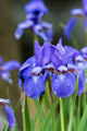 Vibrant purple Siberian iris plant with glistening water droplets on petals