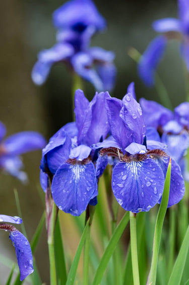 Vibrant purple Siberian iris plant with glistening water droplets on petals