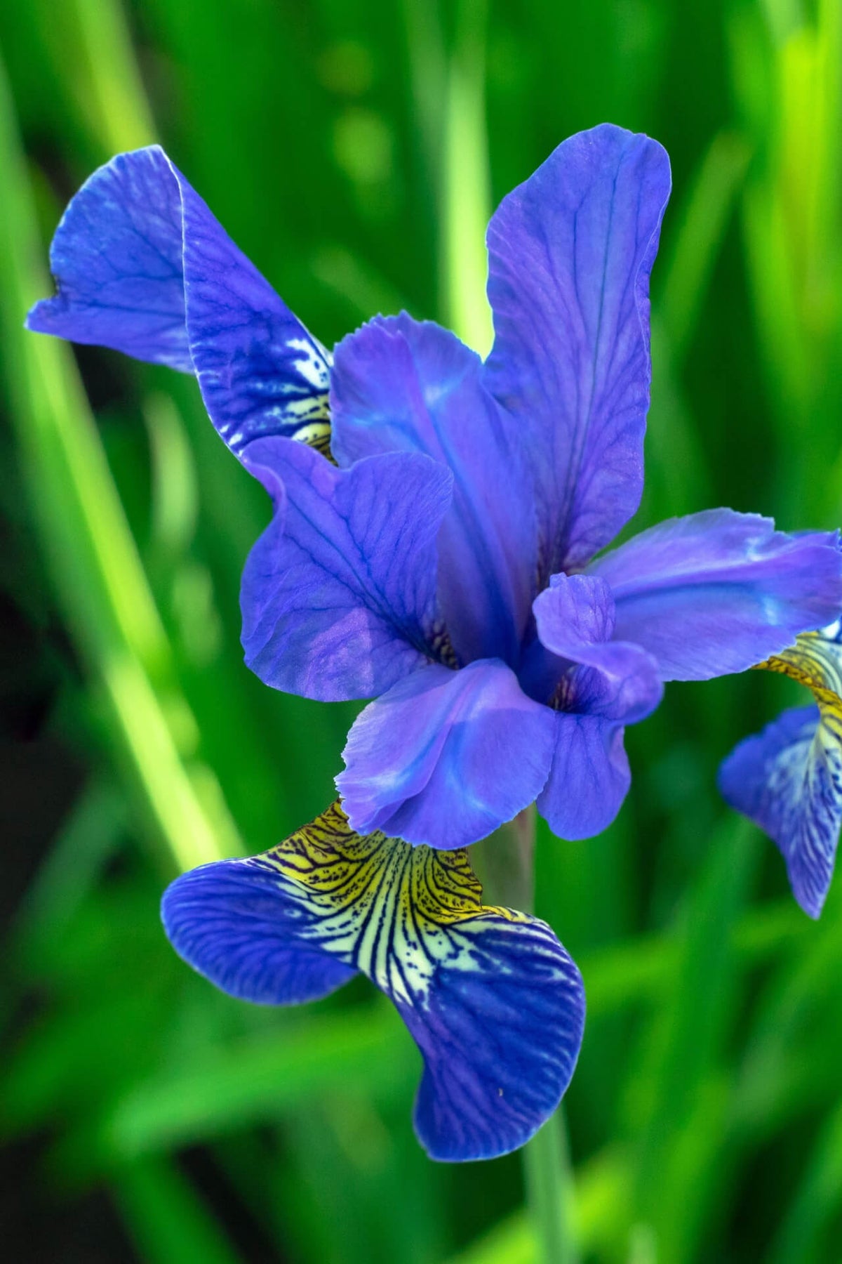 Vibrant purple Siberian iris flower with ruffled petals and yellow white markings