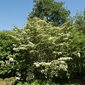 Silky dogwood shrub with lush green foliage and white flower clusters