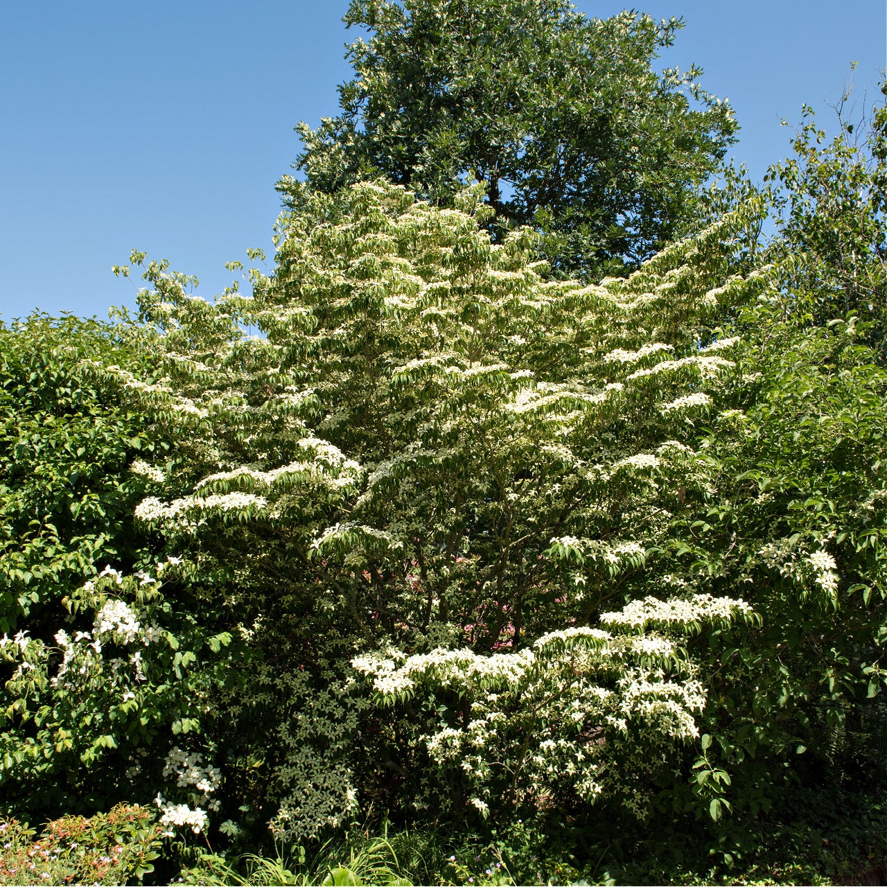 Silky dogwood shrub with lush green foliage and white flower clusters