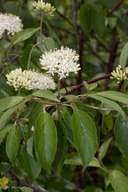 Silky Dogwood Shrub with white flowering clusters on glossy green leaves