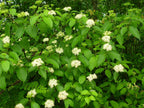 Silky Dogwood Shrub with lush green bush and delicate white flowers