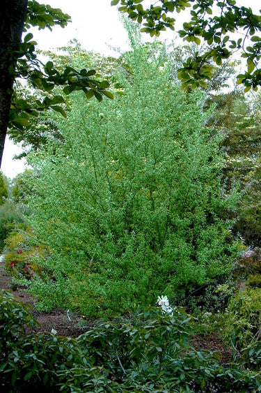 Silky Willow Shrub lush vibrant green bush dense foliage slender branches