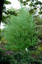 Silky Willow Live Stakes: lush green bush with dense foliage and slender branches