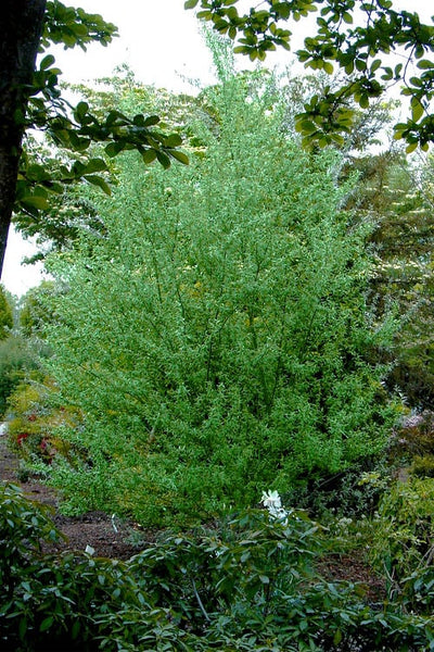 Silky Willow Tree Buy 1 Get 1 Free, Hardy In Your Zone, Fast Ship, 1-2 Feet / Buy 1 Get 1 Free