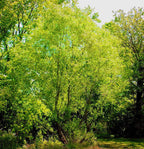 Silky Willow Shrub lush green tree with cascading branches and dense foliage