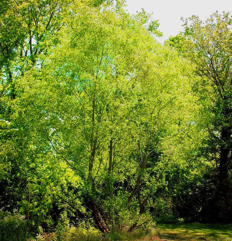 Silky Willow Shrub lush green tree with cascading branches and dense foliage