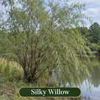 Silky Willow