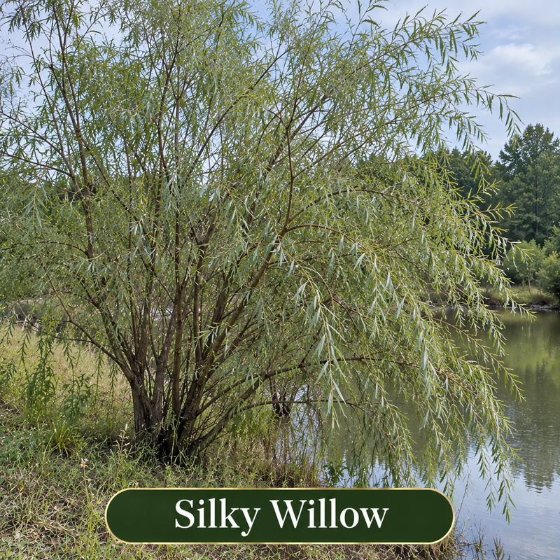 Silky Willow