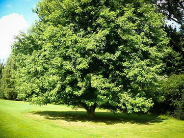 Silver Maple Seedling: lush full-bodied green tree in sunlit grassy field