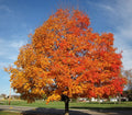 Vibrant Silver Maple tree with fiery orange and red leaves against blue sky