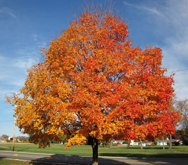 Vibrant Silver Maple tree with fiery orange and red leaves against blue sky
