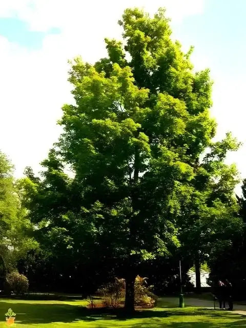 Tall Silver Maple tree with lush green foliage in sunlit park