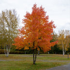 Vibrant orange Silver Maple tree with full rounded canopy in autumn park